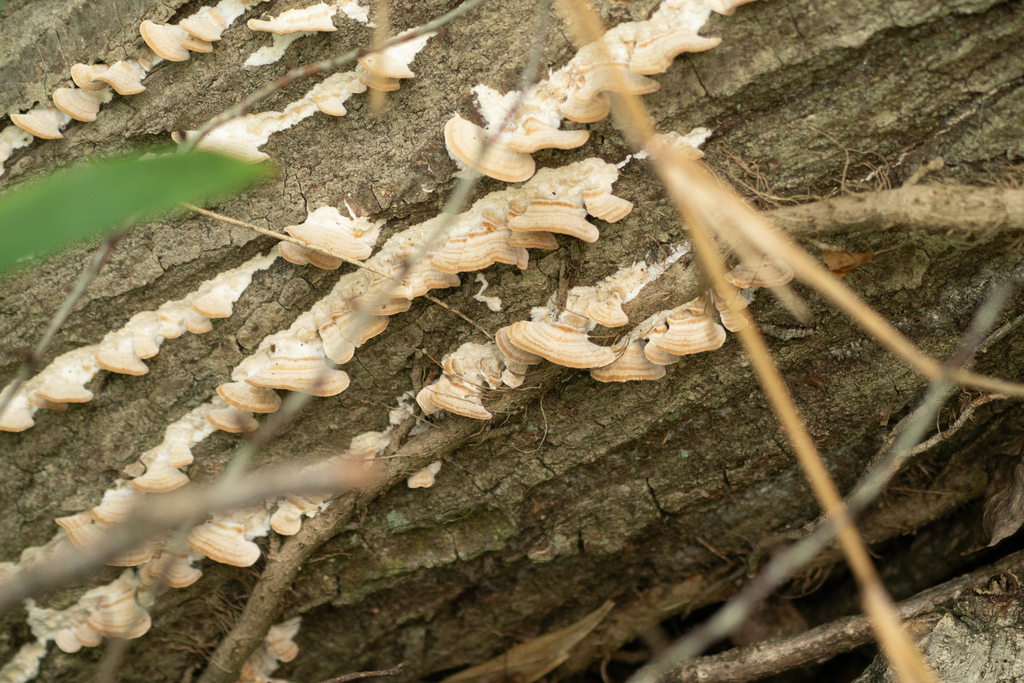 Trichaptum biforme · August 2023 · photo: © tbc_watanabe (iNaturalist, cc-by)