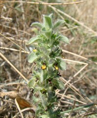 Sideritis montana
