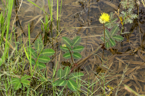 Neptunia oleracea image