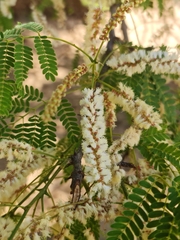 Acacia rovumae image