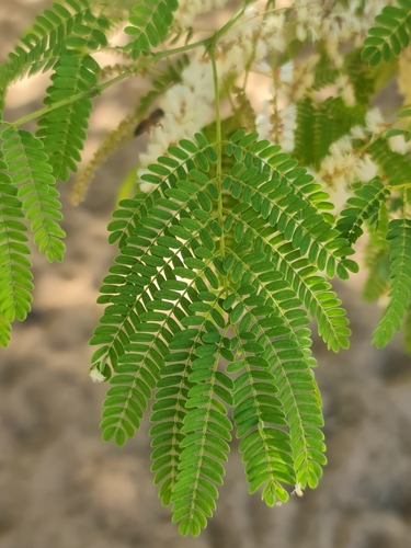 Acacia rovumae image