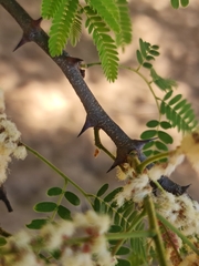 Acacia rovumae image