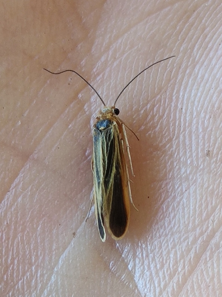 Chimarra marginata