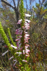 Erica colorans