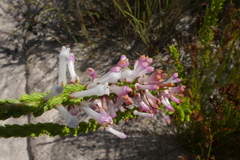 Erica colorans