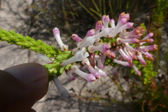 Erica colorans