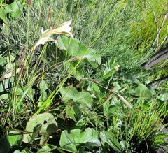Gladiolus longicollis longicollis