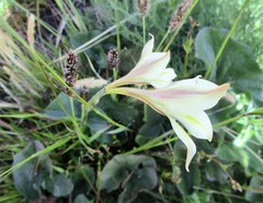 Gladiolus longicollis longicollis