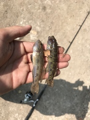 Acentrogobius viridipunctatus