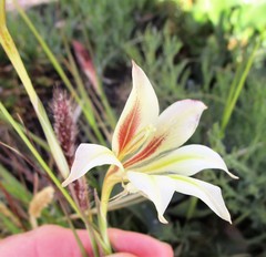 Gladiolus longicollis longicollis