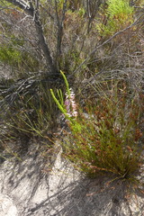 Erica colorans