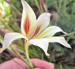 Gladiolus longicollis longicollis