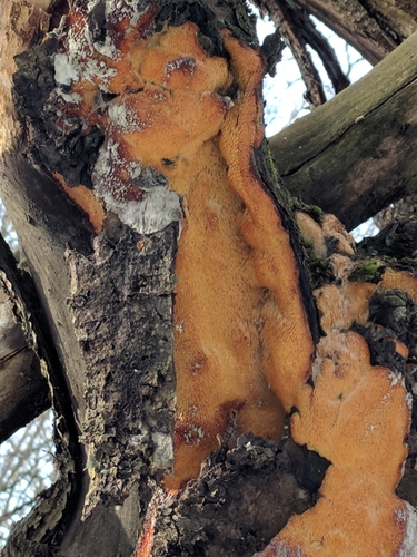 Sarcodontia crocea image