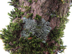 Phaeophyscia endophoenicea