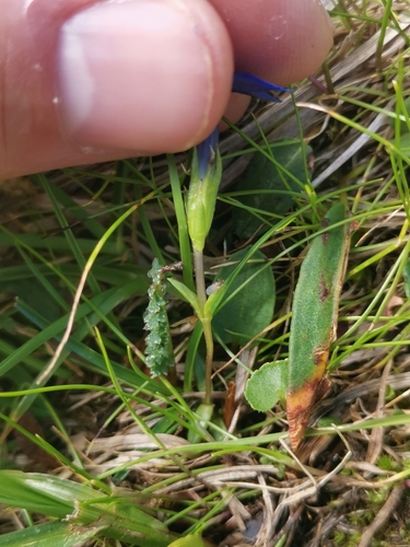 Gentiana pumila, photograph 3