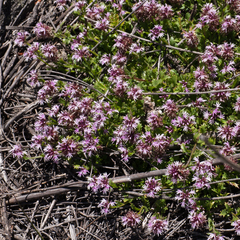 Lobelia jasionoides