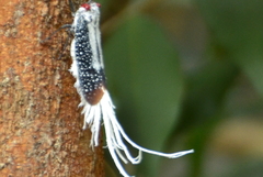 Lystra lanata