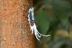 Lystra lanata