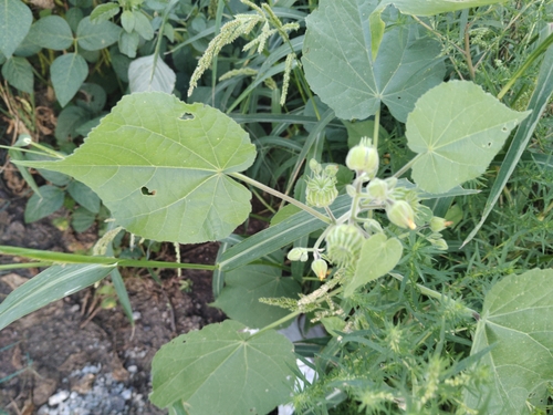 velvetleaf