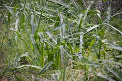 Chlorogalum pomeridianum