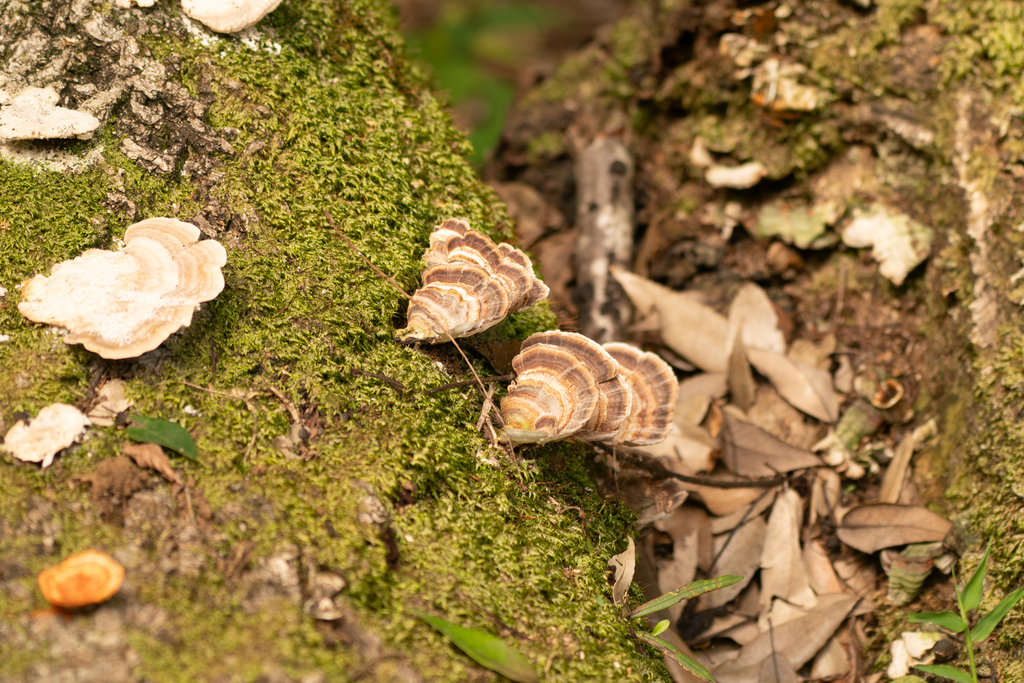Microporus affinis · August 2023 · photo: © tbc_watanabe (iNaturalist, cc-by)