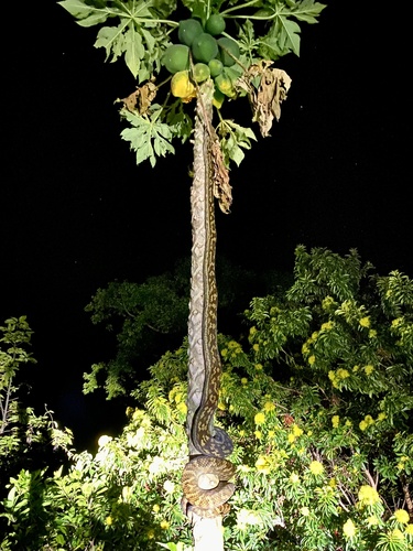 Australian Scrub Python sighting