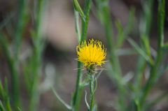 Centaurea solstitialis