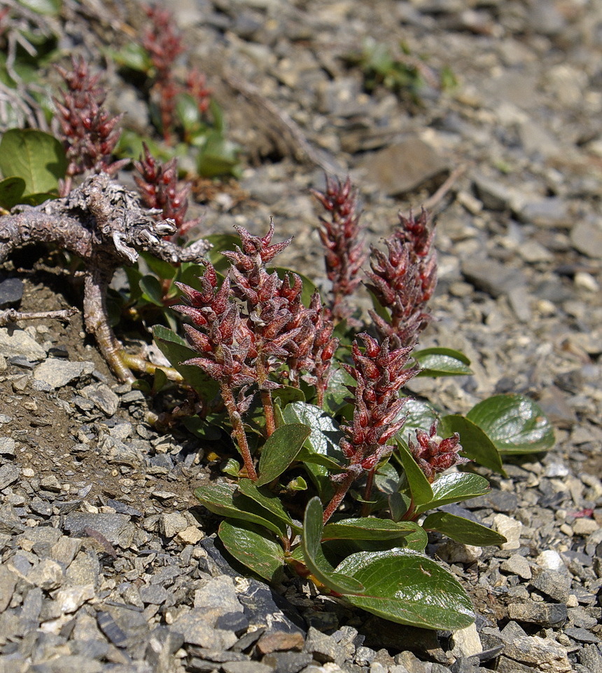 Herbella