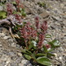 Polar Willow - Photo (c) Andy Fyon, some rights reserved (CC BY-NC), uploaded by Andy Fyon