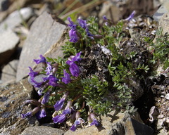 Oxytropis huddelsonii