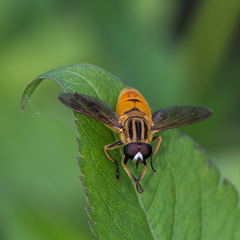 Mesembrius bengalensis