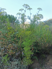 Notobubon tenuifolium