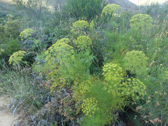 Notobubon tenuifolium