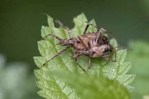 Žiaurioji Skerdblakė nuotrauka