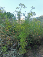 Notobubon tenuifolium