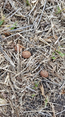 Sylvilagus cunicularius