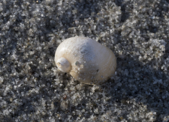 Ampullaceana balthica