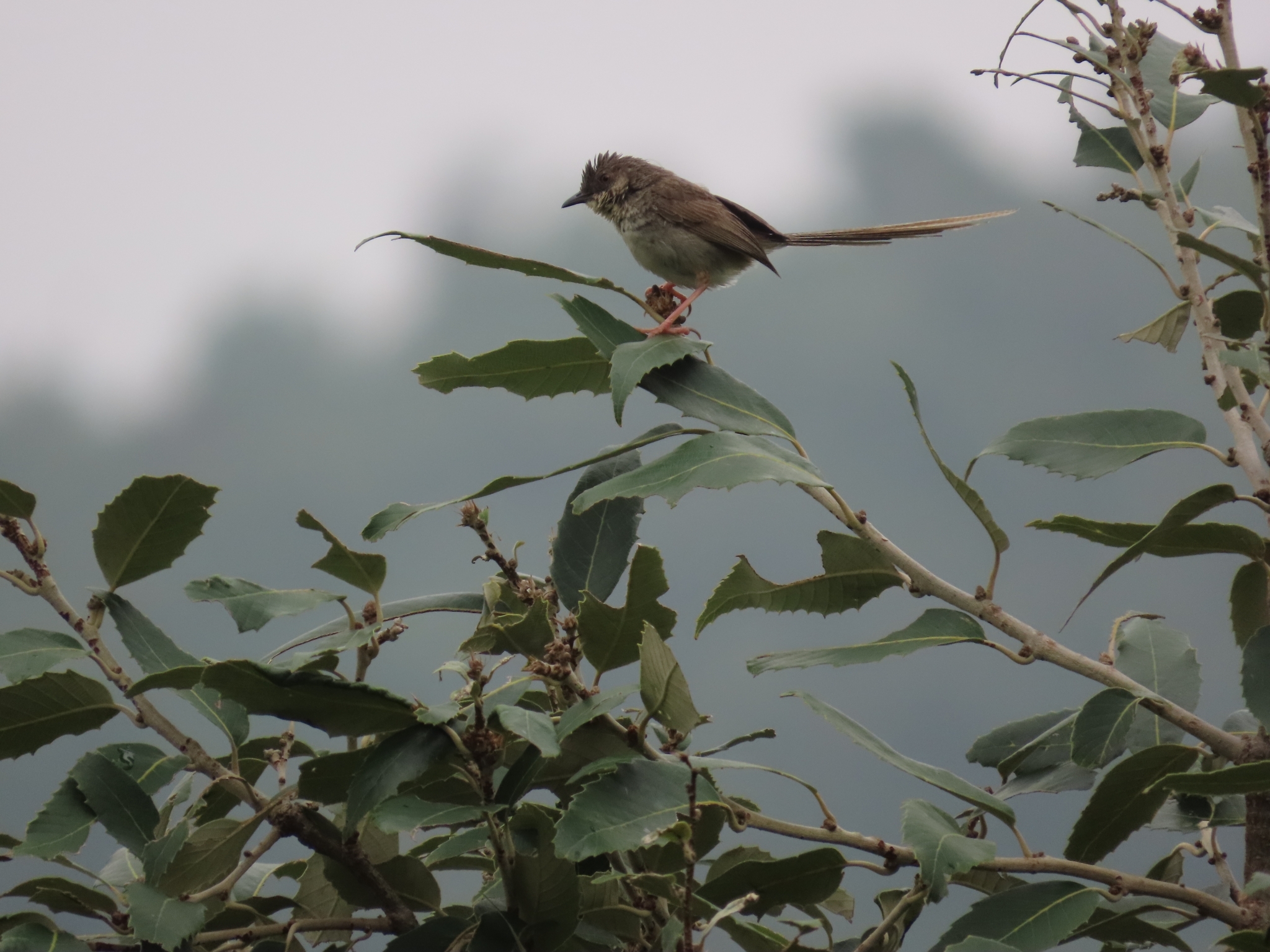 Himalayan Prinia