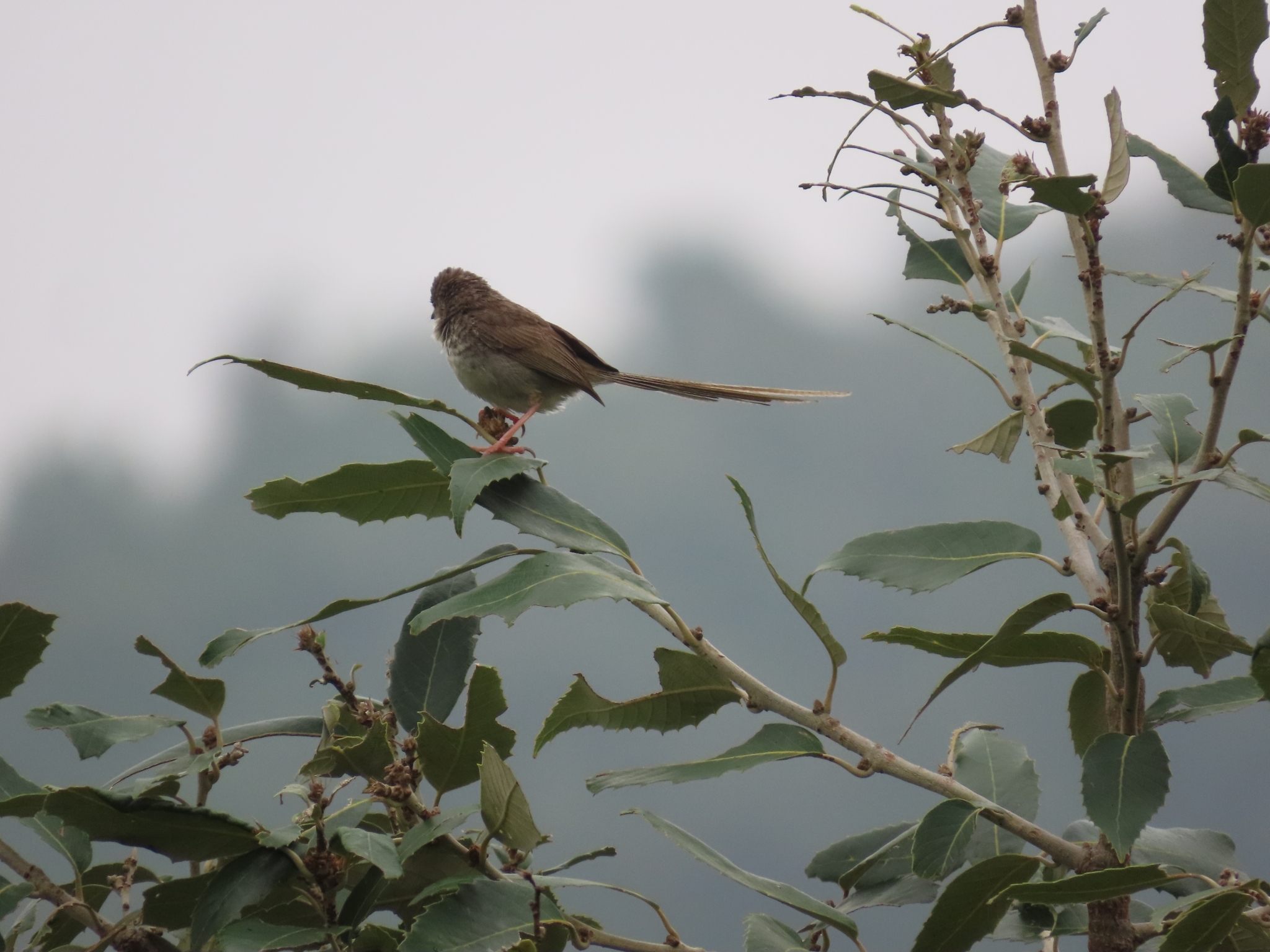 Himalayan Prinia
