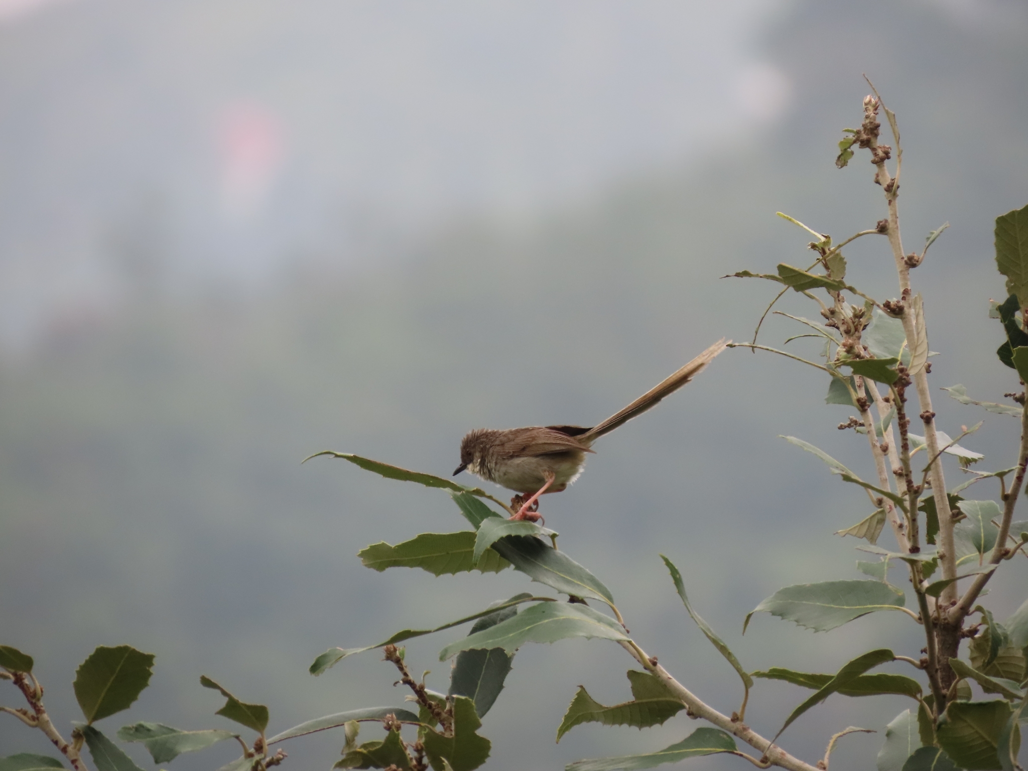 Himalayan Prinia