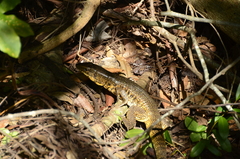 Matipu Tegu photo 4
