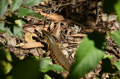 Matipu Tegu photo 3