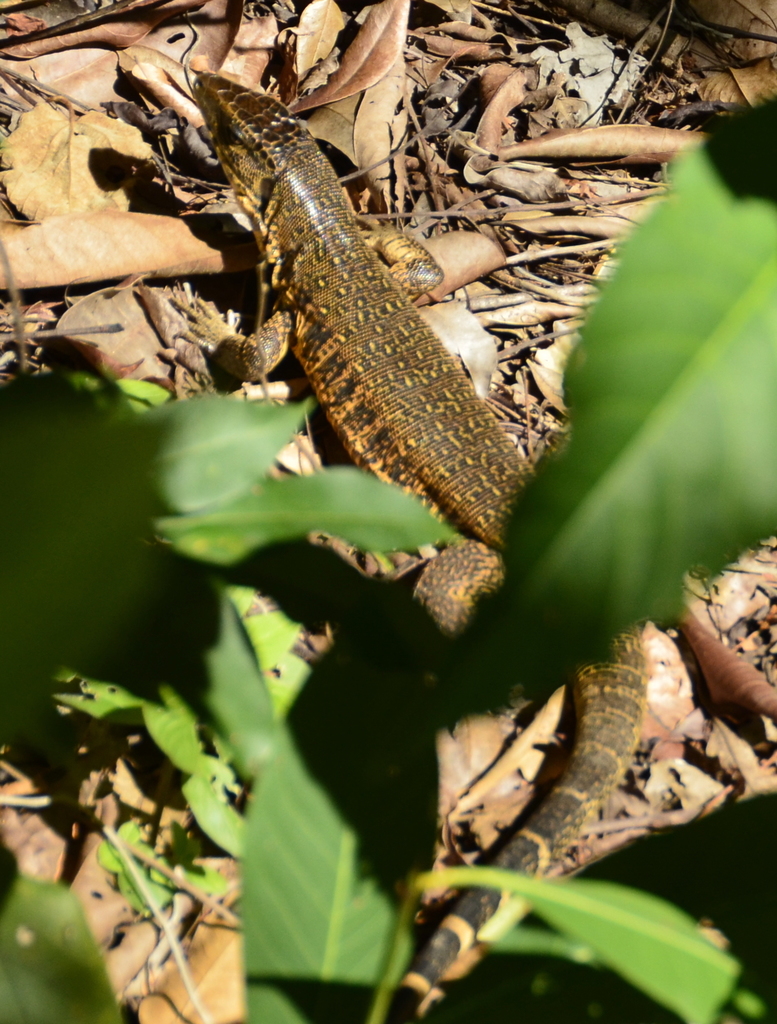 Matipu Tegu