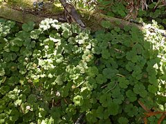 Hydrocotyle elongata