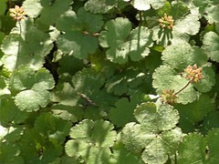 Hydrocotyle elongata