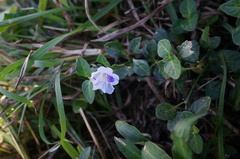Ruellia repens