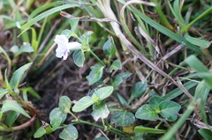 Ruellia repens
