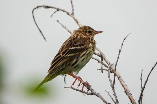 Pechora Pipit (Anthus gustavi)