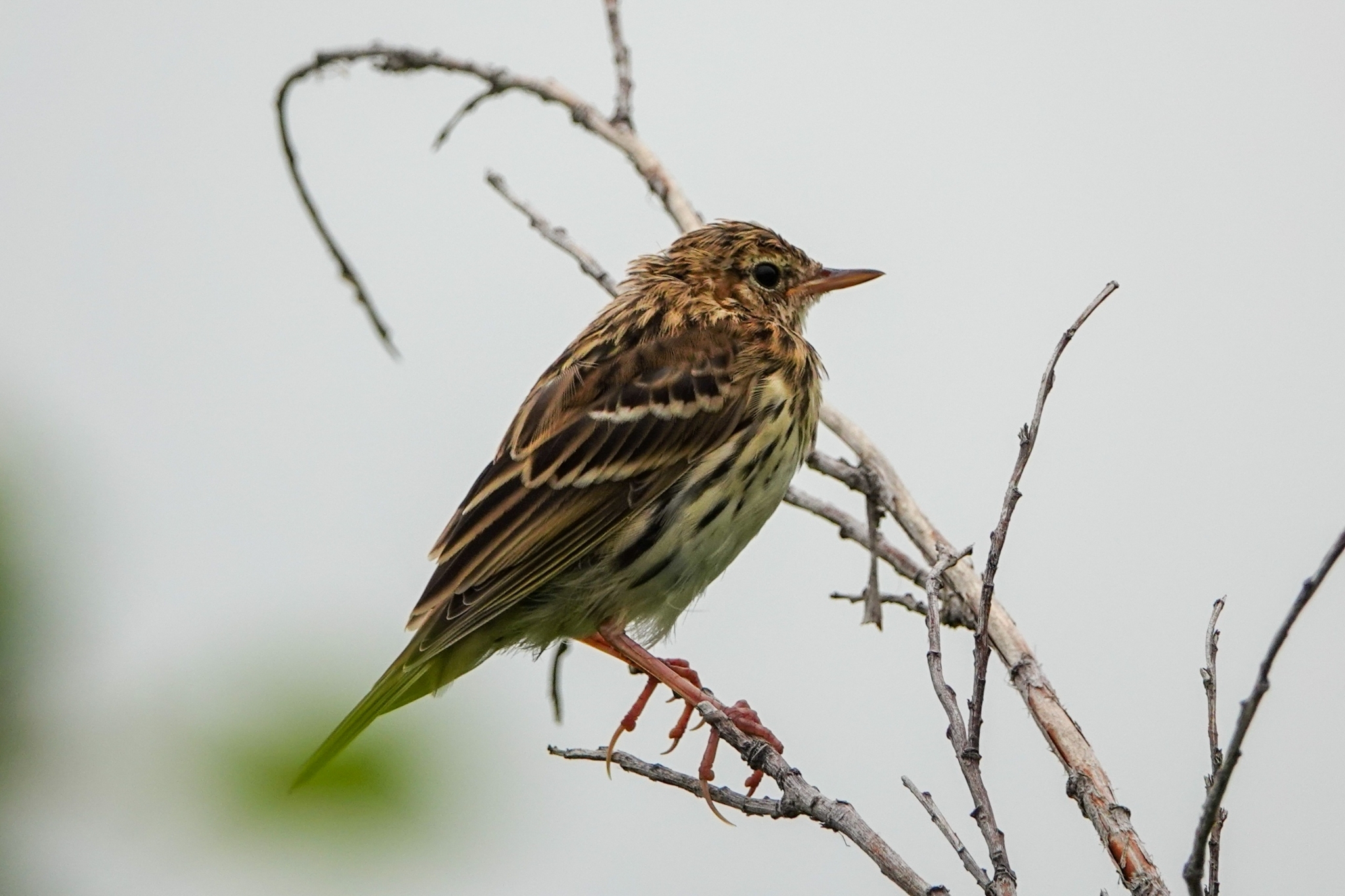 Pechora Pipit (Anthus gustavi)