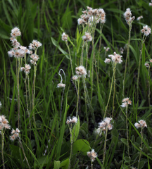Antennaria parlinii fallax
